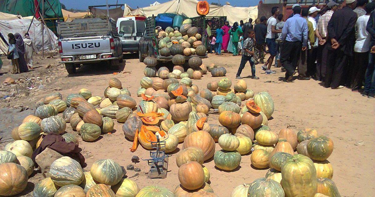 «الكرعة الحمراء» بدكالة.. منتوج عريق بتاريخه فريد باستعمالاته «الكرعة الحمراء» بدكالة.. منتوج عريق بتاريخه فريد باستعمالاته