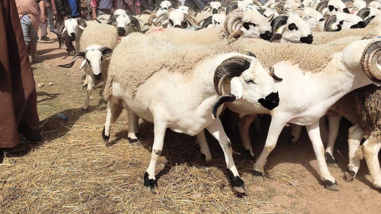عيد الأضحى 2023: أونسا يؤكد أن صحة القطيع الوطني مرضية