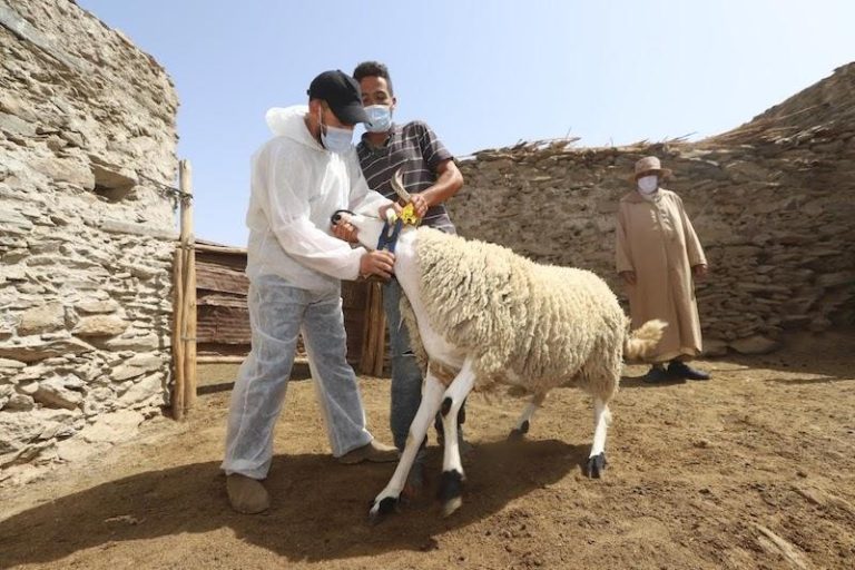عيد الأضحى 1444: العرض كاف ويغطي بشكل كبير الطلب