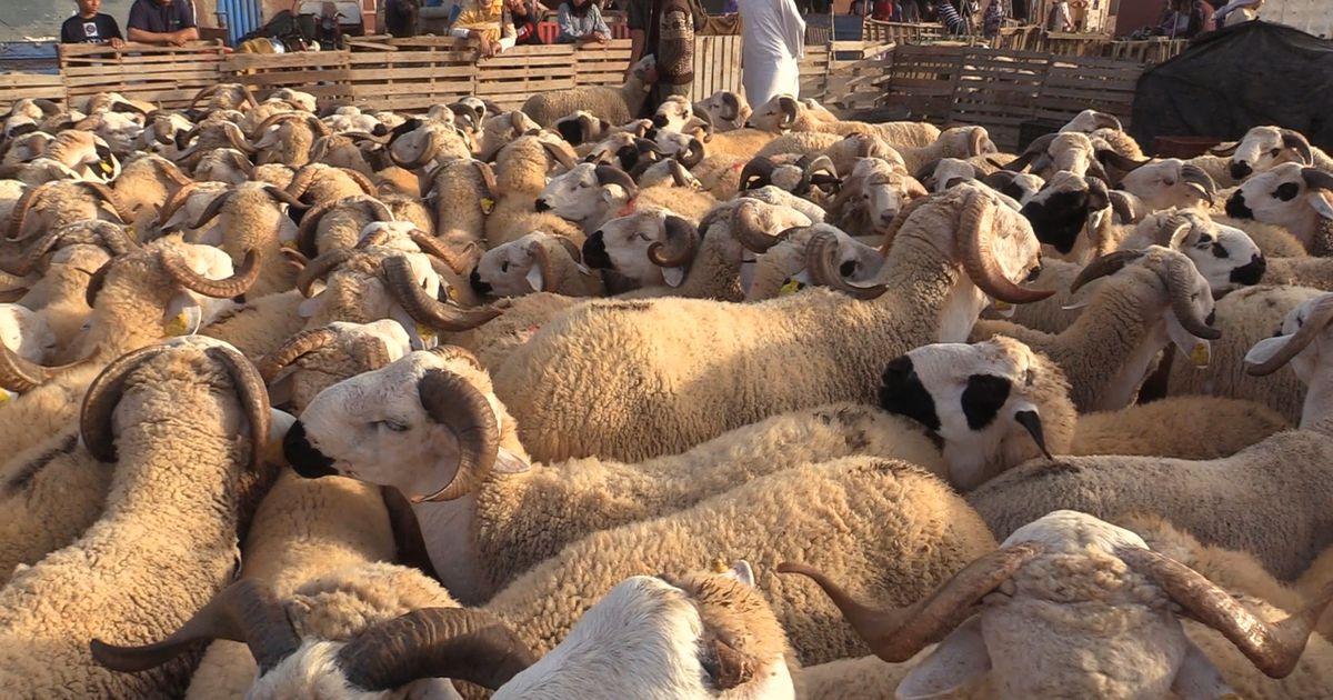 بالفيديو: ركود ملحوظ في أسواق الأضاحي بالداخلة بسبب الغلاء بالفيديو: ركود ملحوظ في أسواق الأضاحي بالداخلة بسبب الغلاء