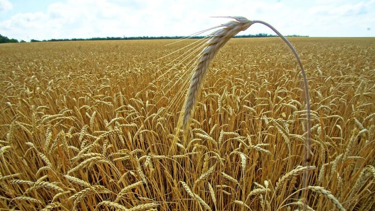 المغرب يسعى لاستيراد 2.5 مليون طن من القمح