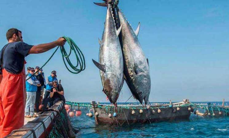 نهاية اتفاقية الصيد البحري بين المغرب والاتحاد الأوروبي.. ضعيفة اقتصاديا وحساسة سياسيا