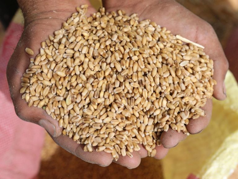 المغرب يخطط لاستيراد مليوني طن من القمح في أكتوبر ودجنبر