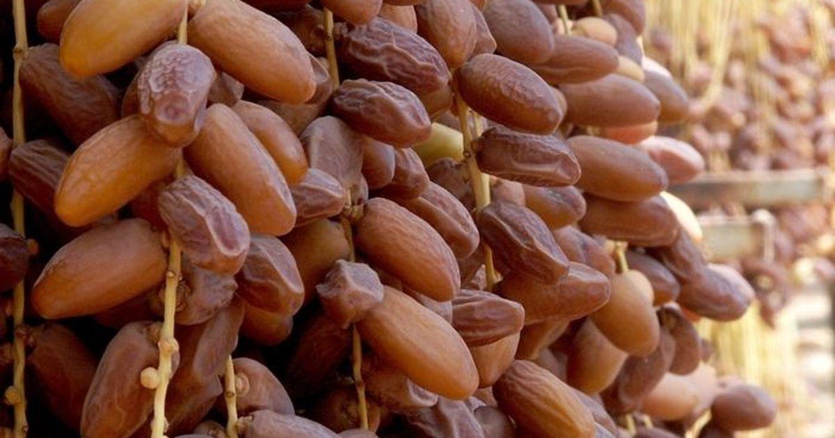 رغم الجفاف.. وزارة الفلاحة تتوقع إنتاج 115 ألف طن من التمور رغم الجفاف.. وزارة الفلاحة تتوقع إنتاج 115 ألف طن من التمور