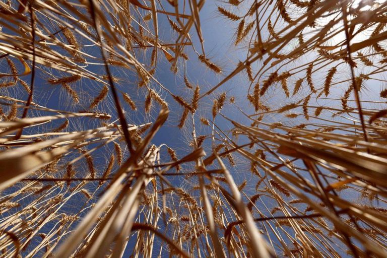 مركز دولي يؤكد نجاح تجارب زراعية على بذور مقاومة للجفاف بالمغرب