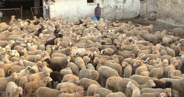 ربورتاج: خرفان إسبانية تصل طنجة وهذه أسعار بيعها في أسواق الأضاحي