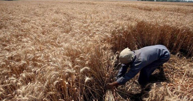 تراجع حاد في محصول الحبوب بالمغرب