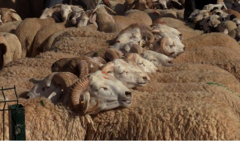 عيد الأضحى: ترقيم أزيد من 820 ألف رأس من الأغنام والماعز بجهة فاس – مكناس