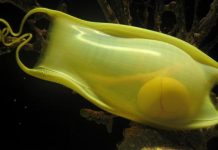 ارتفاع حرارة المحيطات يهدد بيض القرش ارتفاع حرارة المحيطات يهدد بيض القرش