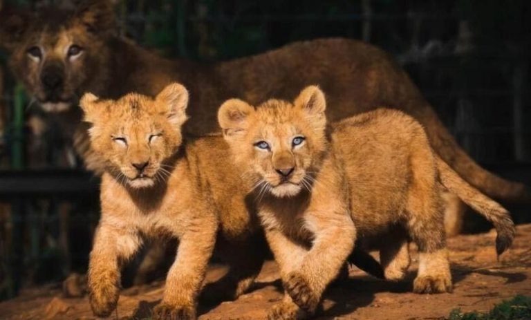 مسؤول بيطري: شبل الأطلس الجديد أزغار اندمج بسهولة مع مجموعته من الأسود