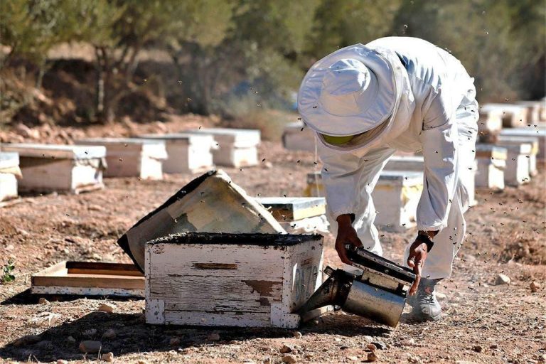 قرار تخفيض الرسوم الجمركية على العسل تهدد 36 ألف أسرة من مربي النحل