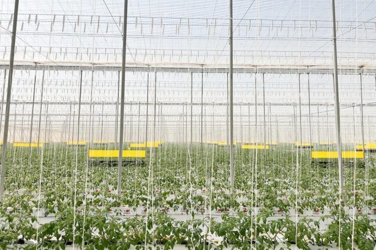 شركة Den Berk Délice تفتتح أول دفيئة داخلية لها في المغرب