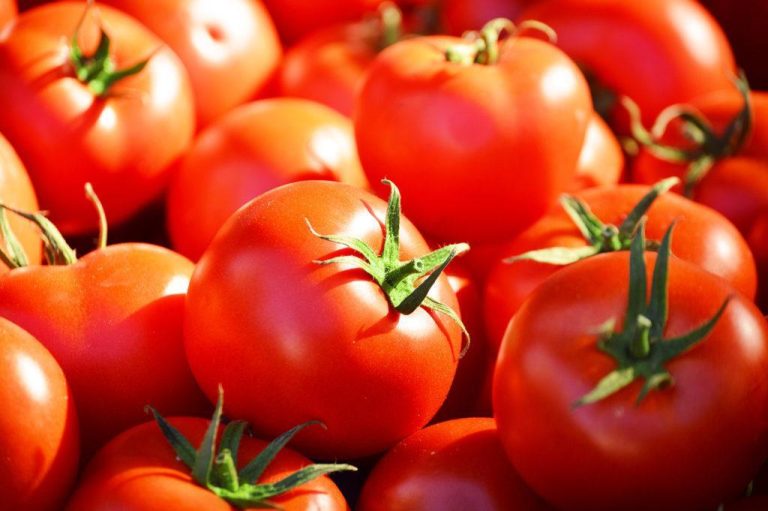 روسيا تحظر استيراد شحنة من الطماطم المغربية الملوثة