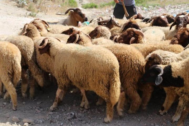 دعوة لدعم الكسابة بعد إلغاء نحر الأضاحي دعوة لدعم الكسابة بعد إلغاء نحر الأضاحي