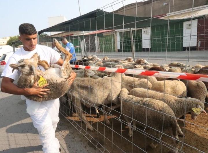 دعوات في سبتة إلى تعليق الذبح في عيد الأضحى دعوات في سبتة إلى تعليق الذبح في عيد الأضحى