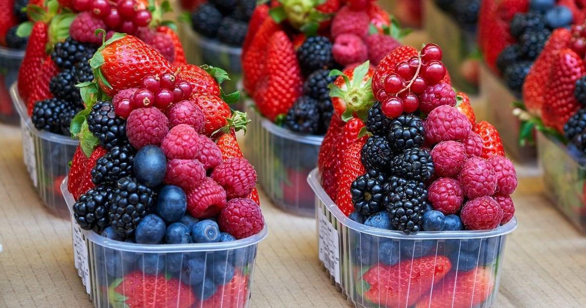 ارتفاع صادرات المغرب من التوت البري إلى بريطانيا ارتفاع صادرات المغرب من التوت البري إلى بريطانيا