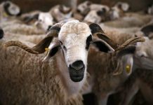 وزارتا الداخلية والفلاحة تحظران ذبح إناث الأغنام والماعز وزارتا الداخلية والفلاحة تحظران ذبح إناث الأغنام والماعز