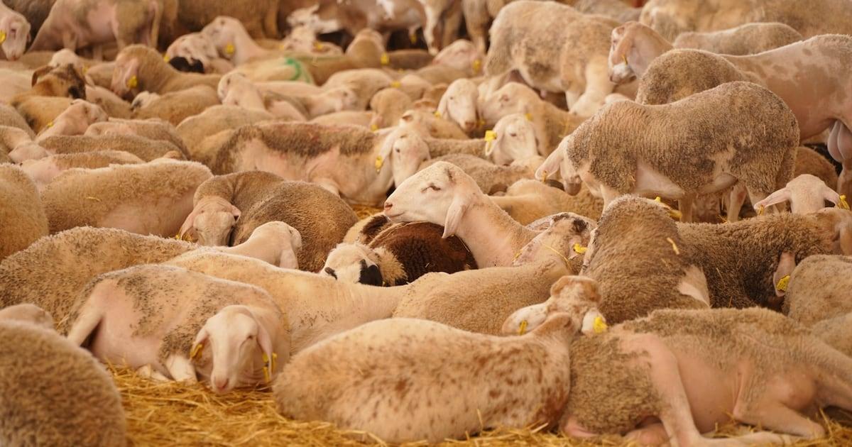 جدل استيراد الماشية يحدث «تناطحات» داخل التحالف الحكومي جدل استيراد الماشية يحدث «تناطحات» داخل التحالف الحكومي