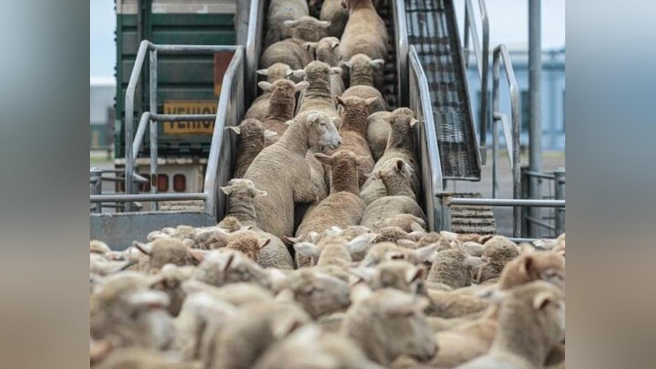 بايتاس يعلق على جدل لجان البرلمان للبحث عن الحقيقة حول الدعم الحكومي لمستوردي الماشية بايتاس يعلق على جدل لجان البرلمان للبحث عن الحقيقة حول الدعم الحكومي لمستوردي الماشية