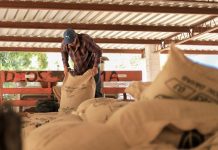 لأول مرة.. السلفادور تصدر القهوة إلى المغرب لأول مرة.. السلفادور تصدر القهوة إلى المغرب