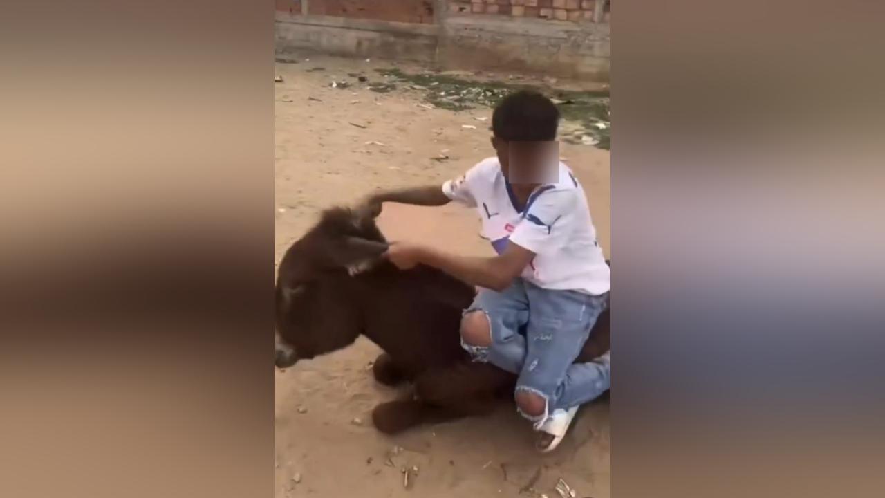 غضب شعبي بعد تعذيب قاصر لحيوانات بسيدي يحيى غضب شعبي بعد تعذيب قاصر لحيوانات بسيدي يحيى