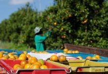 قطاع زراعة الحمضيات في المغرب يواجه تحديات المناخ قطاع زراعة الحمضيات في المغرب يواجه تحديات المناخ