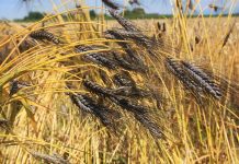 بذور مقاومة للجفاف: مستقبل الزراعة المغربية بذور مقاومة للجفاف: مستقبل الزراعة المغربية