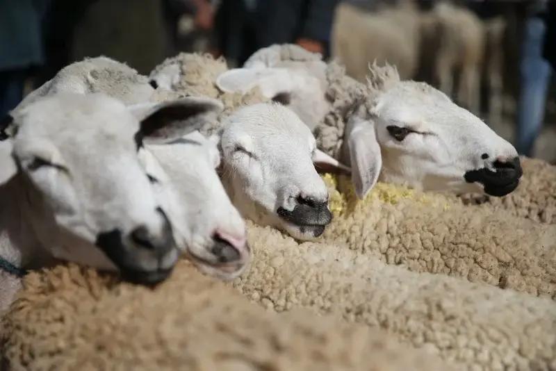 البواري: 8 ملايين رأس من إناث الأغنام والماعز بحلول 2026 البواري: 8 ملايين رأس من إناث الأغنام والماعز بحلول 2026