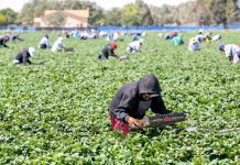 إيطاليا تستقدم 500 ألف عامل أجنبي حتى 2028 إيطاليا تستقدم 500 ألف عامل أجنبي حتى 2028