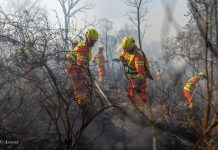 تطويق الحريق الذي شب بغابة دردارة في شفشاون تطويق الحريق الذي شب بغابة دردارة في شفشاون
