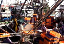 تسويق 6.14 مليار درهم من منتجات الصيد البحري تسويق 6.14 مليار درهم من منتجات الصيد البحري