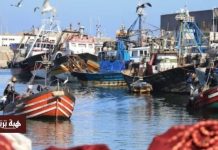 نمو ملحوظ في كميات وقيمة الصيد بميناء العيون نمو ملحوظ في كميات وقيمة الصيد بميناء العيون