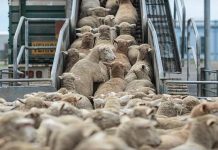 إلغاء تعليق الرسوم الجمركية على استيراد الماشية إلغاء تعليق الرسوم الجمركية على استيراد الماشية