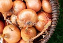 صادرات البصل المغربي تحقق رقما قياسيا في 2025 صادرات البصل المغربي تحقق رقما قياسيا في 2025