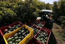 موجة الحر تكبد زراعة الأفوكادو في المغرب خسائر كبيرة موجة الحر تكبد زراعة الأفوكادو في المغرب خسائر كبيرة