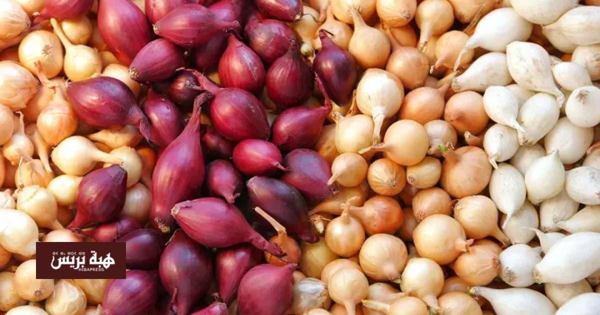 المغرب يصدر 64.9 ألف طن بصل طازج بقيمة 238 مليون دولار المغرب يصدر 64.9 ألف طن بصل طازج بقيمة 238 مليون دولار
