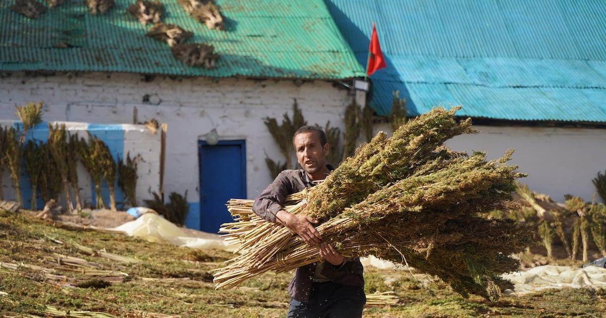 تقنين زراعة القنب بتاونات يثير جدل حقوق المزارعين تقنين زراعة القنب بتاونات يثير جدل حقوق المزارعين