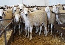 الأرقام الرسمية للثروة الحيوانية تصل إلى البرلمان الأرقام الرسمية للثروة الحيوانية تصل إلى البرلمان