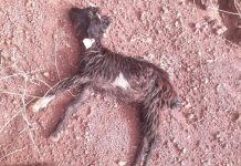 نفوق أغنام وماعز بسبب مرض مجهول في أزيلال نفوق أغنام وماعز بسبب مرض مجهول في أزيلال