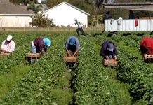 عاملة مغربية تتحدث عن استغلالها في الحصول الايطالية عاملة مغربية تتحدث عن استغلالها في الحصول الايطالية
