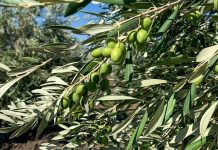 موسم استثنائي لجني الزيتون في المغرب هذا العام موسم استثنائي لجني الزيتون في المغرب هذا العام