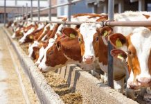 إسبانيا توقف تصدير الماشية للمغرب بسبب مرض جلدي إسبانيا توقف تصدير الماشية للمغرب بسبب مرض جلدي