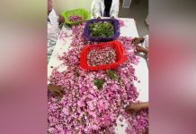 حفصة شكيبي: من فرنسا إلى وادي الورود بالمغرب حفصة شكيبي: من فرنسا إلى وادي الورود بالمغرب