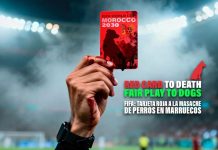 حزب إسباني يطلق حملة ضد “قتل الكلاب الضالة” في المغرب حزب إسباني يطلق حملة ضد “قتل الكلاب الضالة” في المغرب