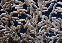 دودة البلاناريا الصغيرة تعيد تعريف الشفاء والتجدد دودة البلاناريا الصغيرة تعيد تعريف الشفاء والتجدد