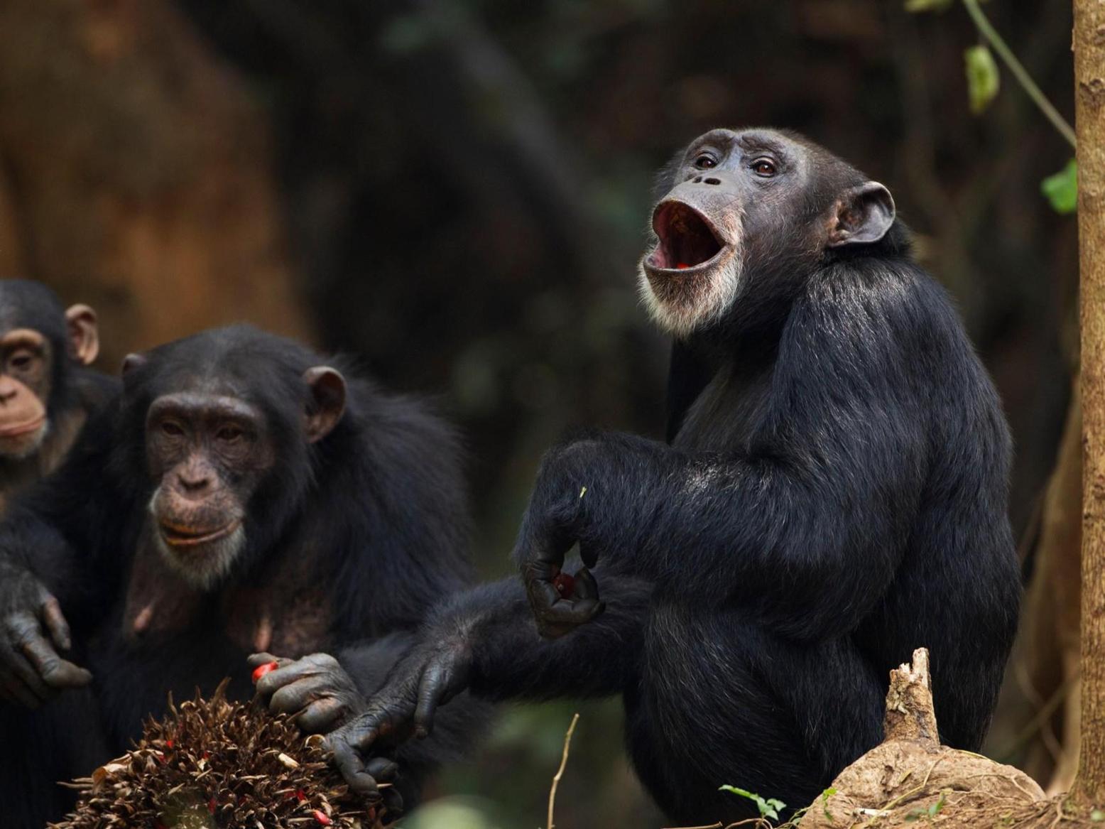 علماء: الشمبانزي يغير رأيه ويفكر بعقلانية علماء: الشمبانزي يغير رأيه ويفكر بعقلانية