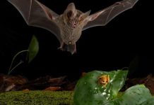 “الأسد الصغير”.. كيف يتصرف الخفاش كأنه ملك الغابة؟ "الأسد الصغير".. كيف يتصرف الخفاش كأنه ملك الغابة؟