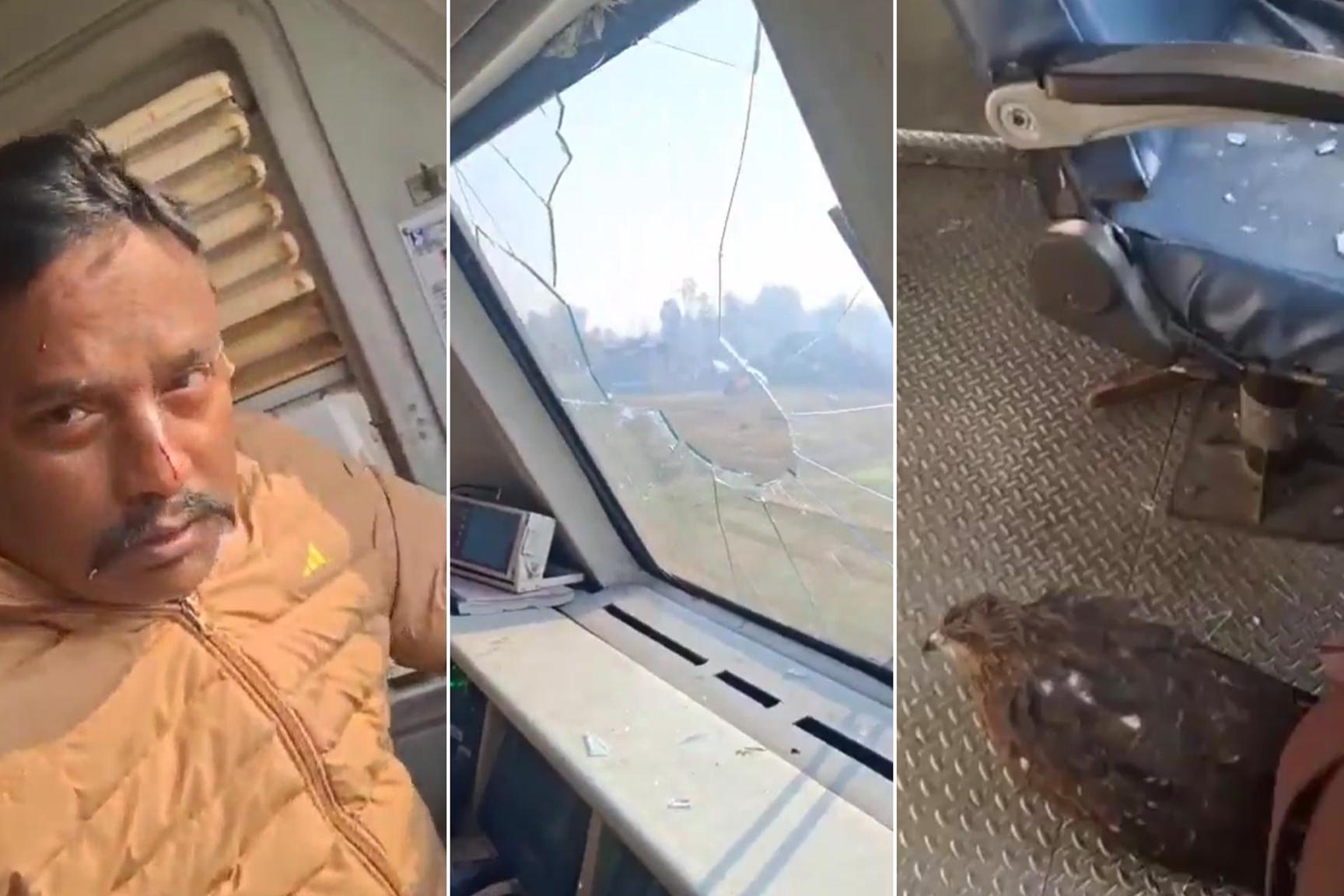 نسر يخترق زجاج قطار في كشمير ويصيب قائده بجروح طفيفة نسر يخترق زجاج قطار في كشمير ويصيب قائده بجروح طفيفة