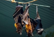 معجزة التصميم.. الخفافيش تتعايش مع المرض دون أن تمرض معجزة التصميم.. الخفافيش تتعايش مع المرض دون أن تمرض