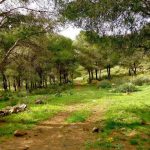 أشجار البلوط الفليني ودورها في تخزين الكربون أشجار البلوط الفليني ودورها في تخزين الكربون